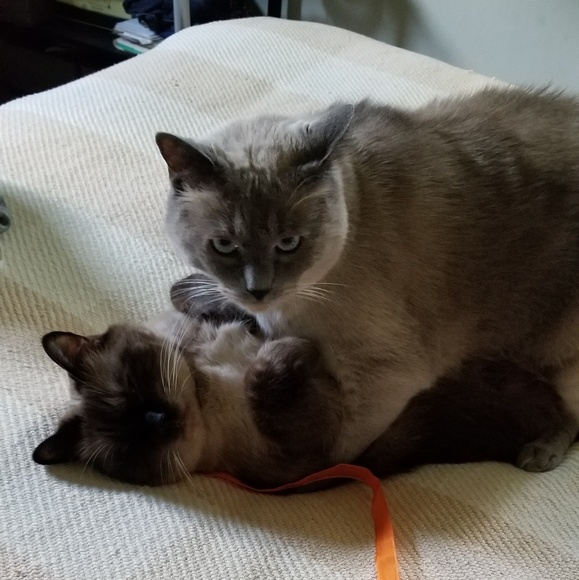 Meet your Posher, Tricia - Picture 4 of 4